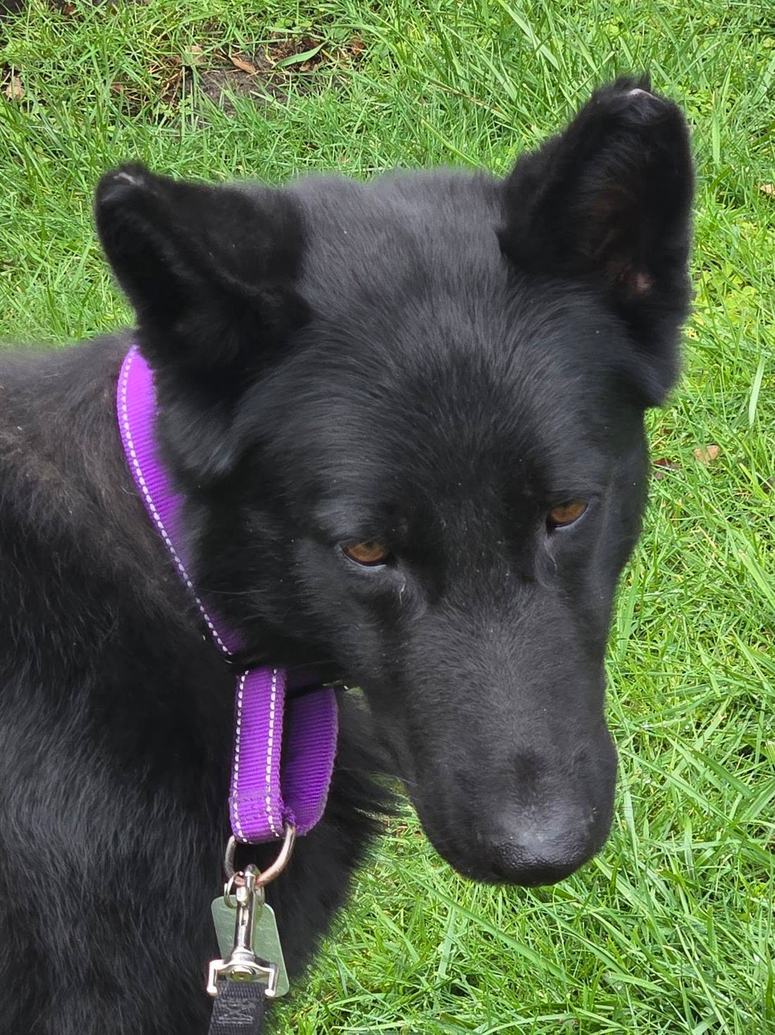 Guide to adopting a rescue dog for a single person